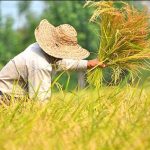 آغاز برداشت شلتوک از شالیزارهای خوزستان