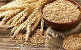 مدیر کل تعاون روستایی خوزستان:آماده سازی بیش از ۱۵هزار تن گندم بذری برای کشت پاییزی در خوزستان