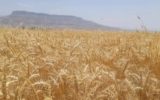 مدیر کل غله و خدمات بازرگانی خوزستان:خریداری یک میلیون و۴۰۳هزارتن گندم و کلزا در خوزستان